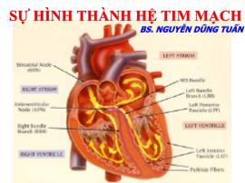 Sự hình thành hệ tim mạch